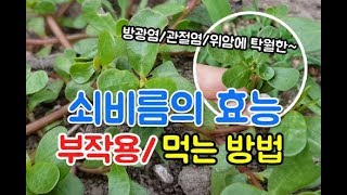 관절염과 방광염에 좋은 쇠비름 효능 부작용 쇠비름 먹는방법차효소 [upl. by Khalil]