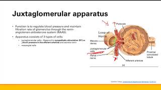 Renin angiotensin aldosterone system  Renal system  Step 1 Simplified [upl. by Hawger]