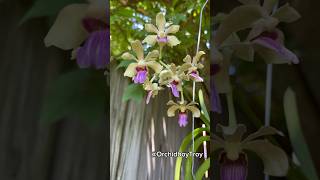 7th blooming in ONE year Vandachostylis Motes Quantum Floriferous and fragrant🌺 motes vandas [upl. by Rider]