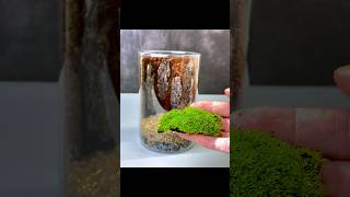 DIY TERRARIUM in glass jar terrarium ecosystem plants [upl. by Ygief]