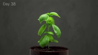 🌱 Growing Basil Time Lapse  40 days in 1 minute [upl. by Aynat]