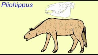 HORSE EVOLUTION Pliohippus [upl. by Miller]