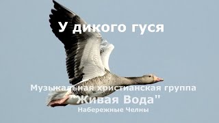 У дикого гуся Группа quotЖивая Водаquot ТОН [upl. by Oinimreh]