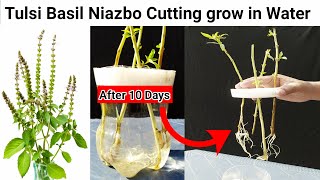 I Grew 10 Niazbo Plants from Cuttings in 2 Weeks🌹👌 [upl. by Huldah]