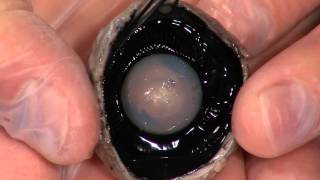 Detailed Cow Eye Dissection Part II Jr High High School and College Review [upl. by Ecerehs]