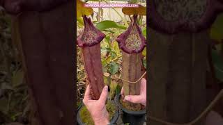 Nepenthes densiflora x robcantleyi [upl. by Ruby63]