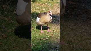 Egyptian goose female preening  Nilgans Weibchen putz sich Herrngarten Darmstadt [upl. by Atteloiv420]