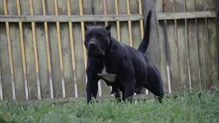 Black presa canario female Bruja de CarpatCan [upl. by Nyl]