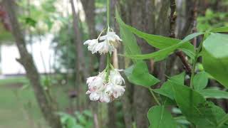 Staphylea pinnata klokoč zpeřený [upl. by Lesig614]