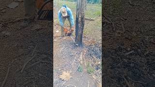 Cutting down a langsat fruit tree and it burns to deathwoodwoodworkingshorts [upl. by Genny474]