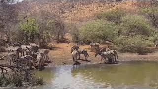 Zebras With Foals Stop A Drink 10 26 2024 [upl. by Jamie796]