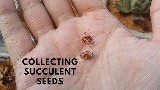 COLLECTING SUCCULENT SEEDS [upl. by Bethena]