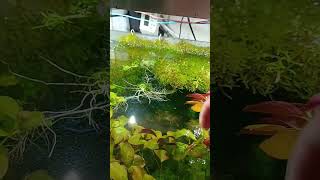 Akvariumo augalas  Ludwigia repens  Aquatic plant [upl. by Past334]