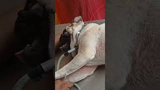 Laboured abdominal breathing in Pug Dog [upl. by Arlena]