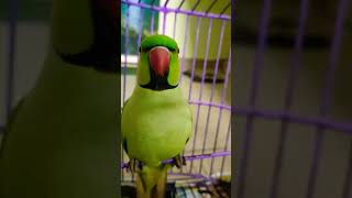 ടാറ്റാ  parrot talking Malayalam shorts parrot parrottalking pets parrotvideo [upl. by Lavona]