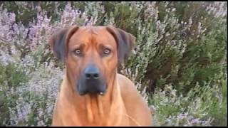 Rhodesian Ridgeback Biography part V [upl. by Darn589]