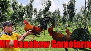 Lets Visit The Farm Of Mt Banahaw Gamefarm [upl. by Ahsinal]