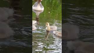 Greylag Goose family with 5 goslings Greylag Goslings sound part1 [upl. by Macario]