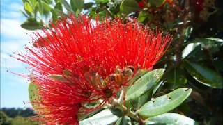 Music of the plants Pohutukawa Tree [upl. by Huntingdon]