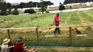 Spaniel gundog training by Ian Openshaw  CLA 2013  1 [upl. by Neelloj737]