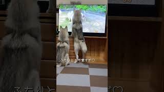 ハスキーの動画を観るハスキー兄弟が可愛すぎる♥ シベリアンハスキー dog shorts [upl. by Ellerahc831]