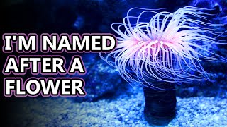 Sea Anemone facts flowers of the sea  Animal Fact Files [upl. by Noxin449]