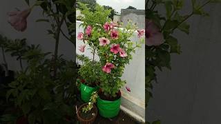 allamanda flowers gardening garden gardeningplants plants [upl. by Ivie]