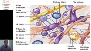 ANATOMIE FMPM LA RÉGION DE LA NUQUE [upl. by Cianca388]