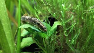 Freshwater Goby Quick Look [upl. by Sirromad751]