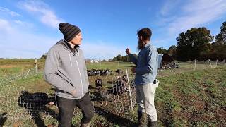 Beyond Chickens  Synergies of Adding Turkeys to Pastured Poultry [upl. by Aihtenyc]