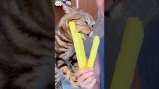 cat cats catlover catsoftiktok [upl. by Watt]