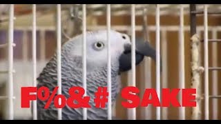 BIRD SWEARING COMPILATION  TRY NOT TO LAUGH [upl. by Hayifas]