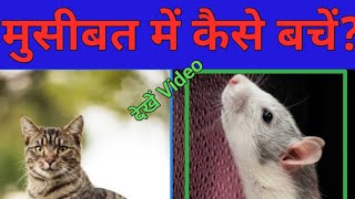 CLEVER RAT 😂 चालाक चूहा [upl. by Metts254]