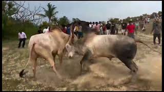 Goan Bull fight horn power and might 2024 [upl. by Colbye]