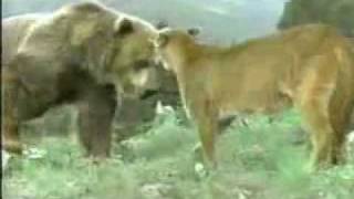 Animal Planet  Oso Vs Puma  Quien gana [upl. by Lasiaf]