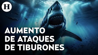 Aumento de ataques de tiburones ¿Una consecuencia humana y del cambio climático [upl. by Akinak]