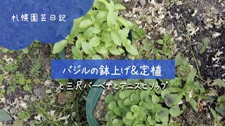 バジルの鉢上げと定植＆その他／札幌園芸日記 [upl. by Ahsertal]