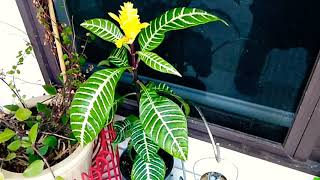 Houseplants Care 101 Ep 1 Zebra Plant [upl. by Enialahs]