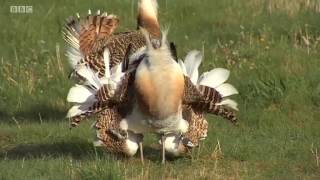 Great Bustards – BBC Points West 3 July 2017 [upl. by Melia]