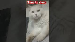 MY CATS SLEEPING NIKKI VLOGS [upl. by Einttirb]