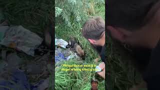 a pup was abused then abandoned in the field🐈dog puppy pets animals shorts video [upl. by Nnylodnewg]