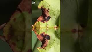 Nature’s Best Camouflage Meet the Insect That Looks Exactly Like a Leaf [upl. by Krenek97]