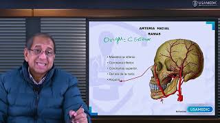 ANATOMÍA DE LA IRRIGACIÓN DE LA CARA  Usamedic [upl. by Kcirddot]