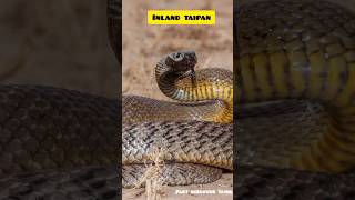 inland taipan inlandtaipan snake discovery facts venomous raresnake shorts factdiscovertamil [upl. by Leanne372]