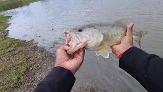 Farm Dam Bass Fishing  Good Afternoon Session with Decent Fish [upl. by Atiram]