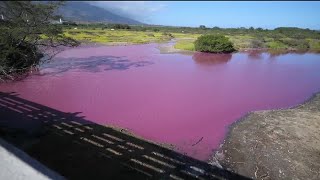 Bacteria turns water pink in Maui pond [upl. by Scully504]