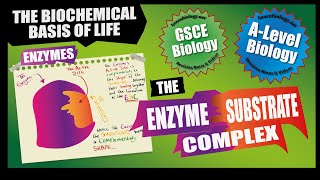 The Enzyme  Substrate Complex for GCSE Biology and A Level Biology [upl. by Graves309]