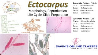 Ectocarpus Life Cycle I Reproduction I Morphology I Live Class [upl. by Towne337]