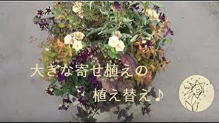 大きな寄せ植えの植え替え★Replanting large container [upl. by Caesaria219]