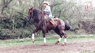 Caballo Bailador Pura Raza Azteca  Club Ecuestre SM [upl. by Kcirdlek]